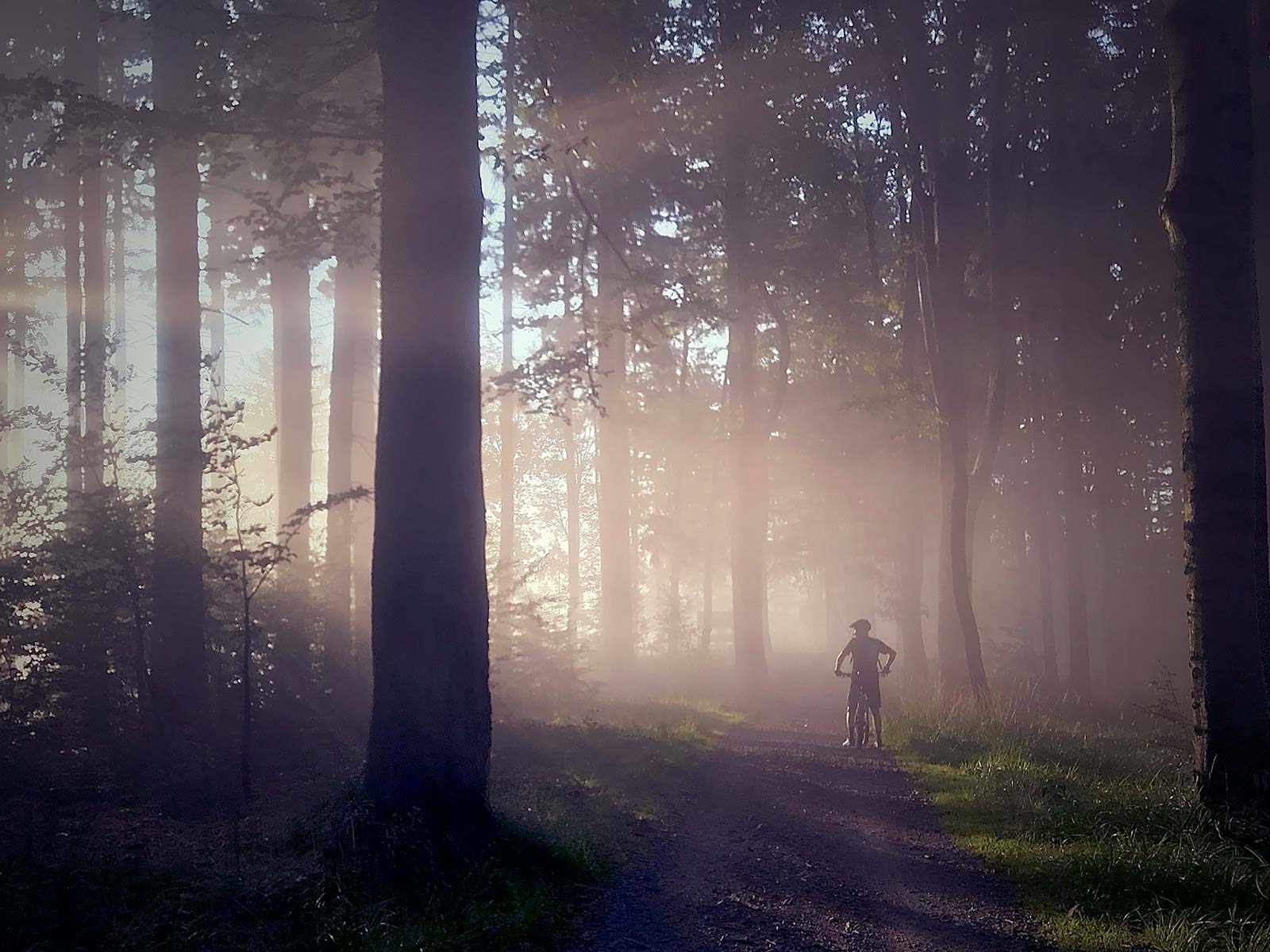 Biker im Wald (Bild Maksymilian Sleziak, unsplash) | Digitize the Planet