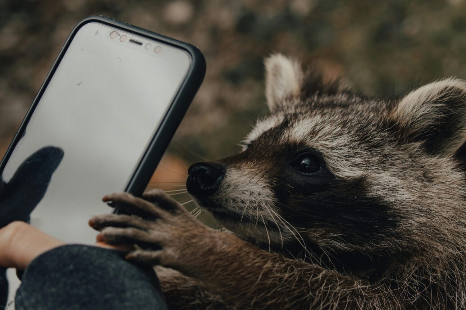 Waschbär Smartphone (Bild David Ohboy, pexels( I Digitize the Planet