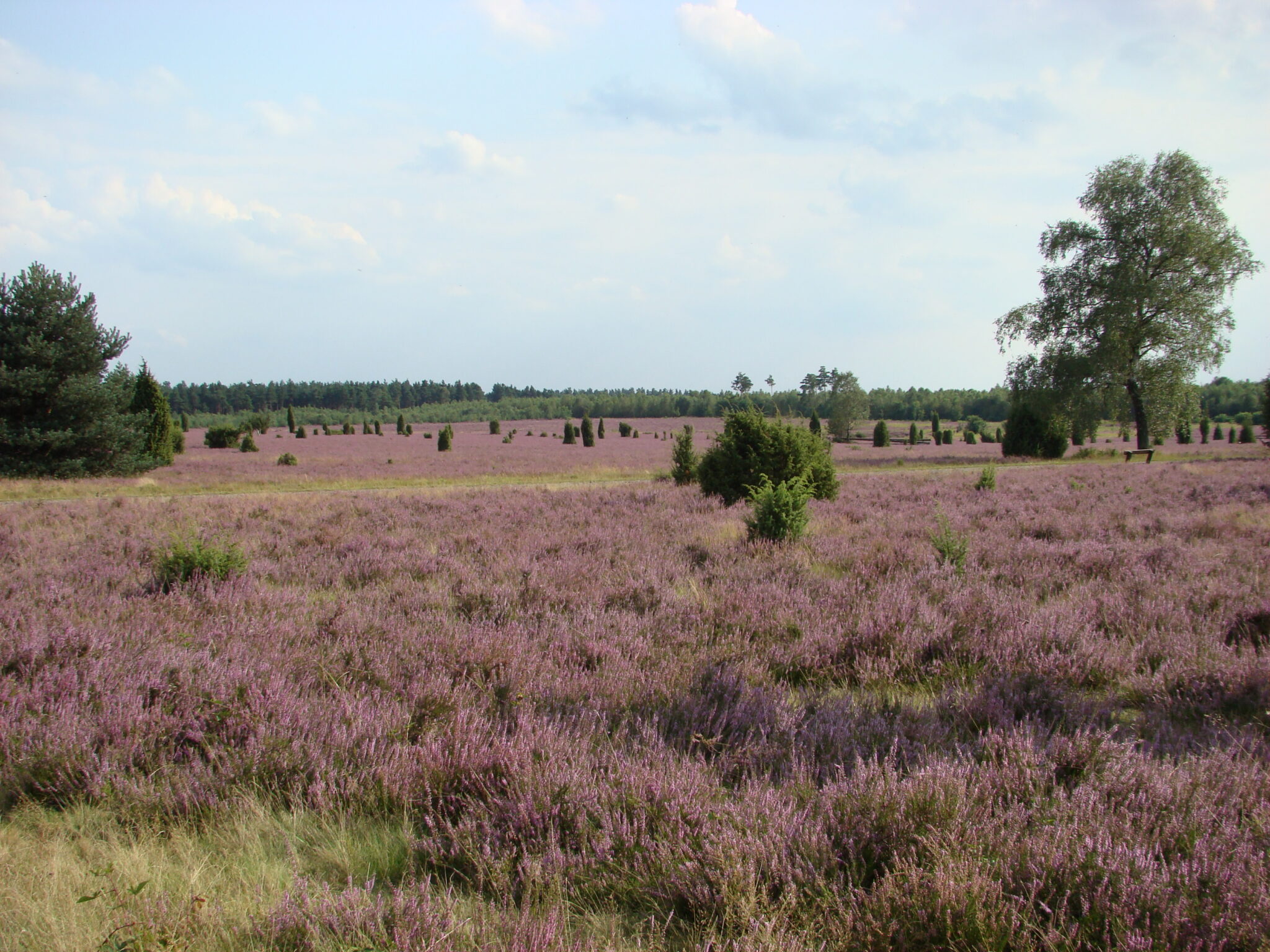 Heidefläche des Naturparks während der Blütezeit